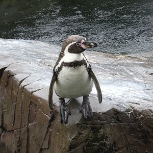 Humboldt's penguin