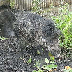 Negros Island warty pig