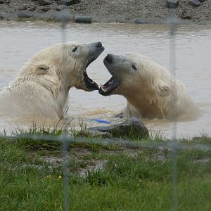 Polar bears