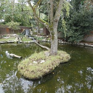 Asian short-clawed otter enclosure