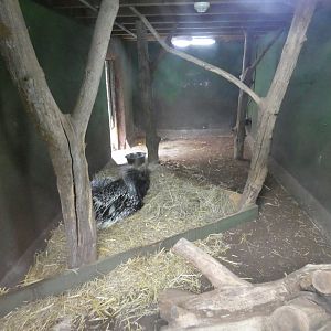 Cape porcupine indoor enclosure