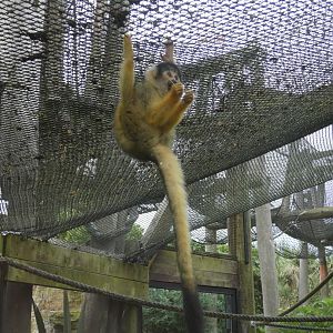 Bolivian squirrel monkey
