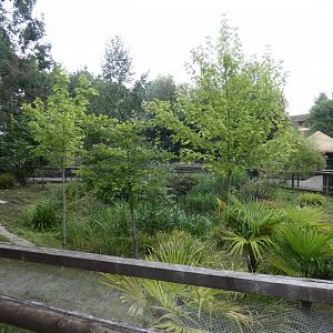 Kirk's dik-dik enclosure