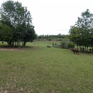 African savannah exhibit