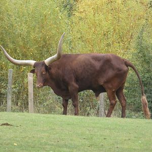 Ankole cattle