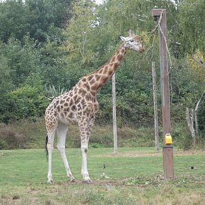Giraffe