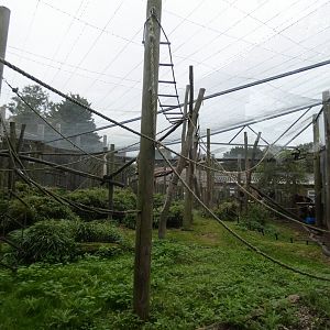 Colombian black spider monkey enclosure