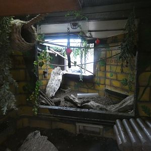 Pygmy marmoset enclosure