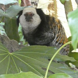 Geoffrey's marmoset