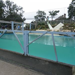 Humboldt's penguin underwater viewing