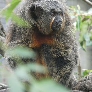 White-faced saki monkey