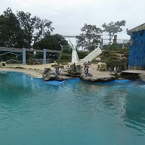 Humboldt's penguin enclosure