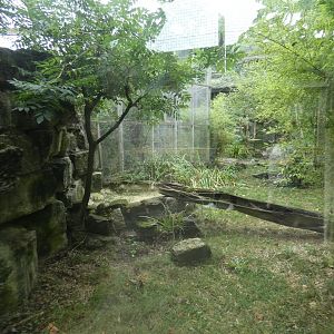 Caracal enclosure
