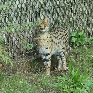 Serval