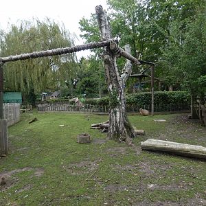 Rainforest: Capybara and African spurred tortoise enclosure