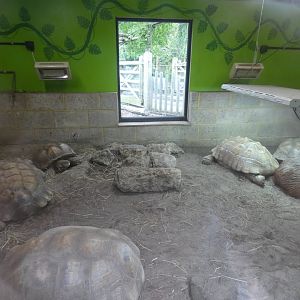 Rainforest: Capybara and African spurred tortoise enclosure