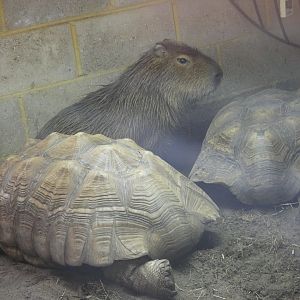 Capybara and African spurred tortoise