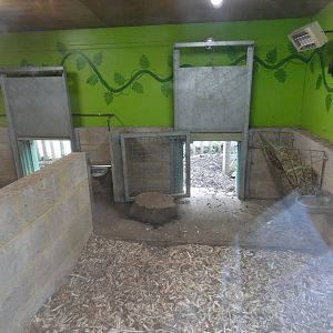 Rainforest: Capybara indoor enclosure