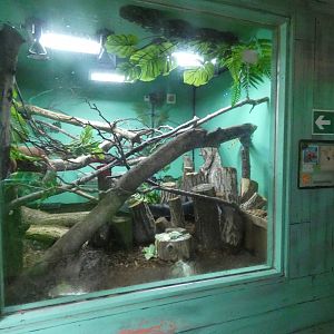 Rainforest: Green iguana enclosure