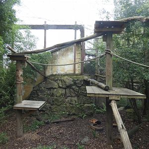 Ring-tailed coati enclosure