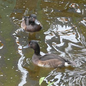 Baer's pochard