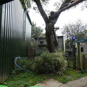 Rainforest: Coati house