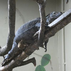 Cuban iguana