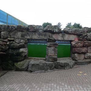 Sea lion underwater viewing