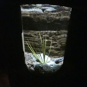 Titicaca water frog exhibit