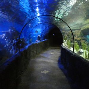 Underwater viewing tunnel in SeaLife