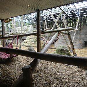 Western lowland gorilla enclosure