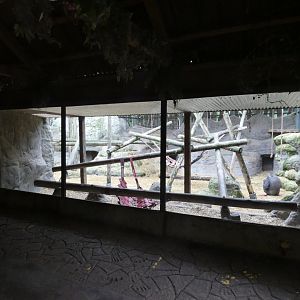 Western lowland gorilla enclosure