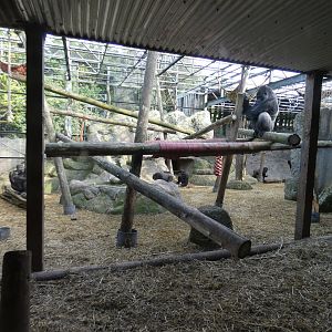 Western lowland gorilla enclosure