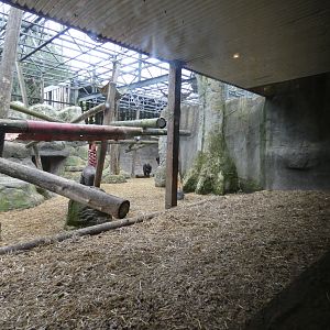 Western lowland gorilla enclosure