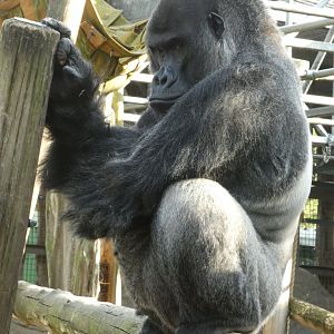 Western lowland gorilla male