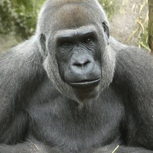 Western lowland gorilla female