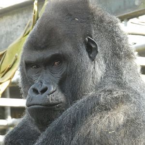 Western lowland gorilla male portrait