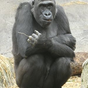 Western lowland gorilla
