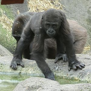 Western lowland gorilla juvenile