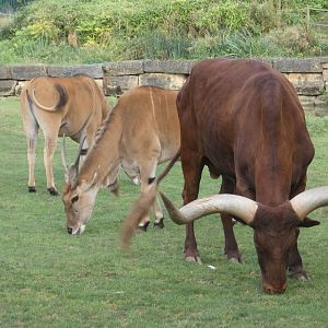 Eland and Ankole