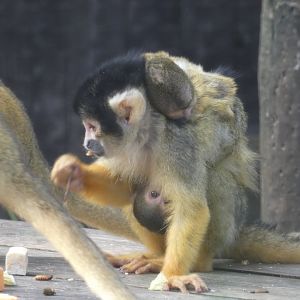 Bolivian squirrel monkey