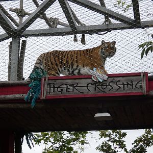 Siberian tiger using the tunnel