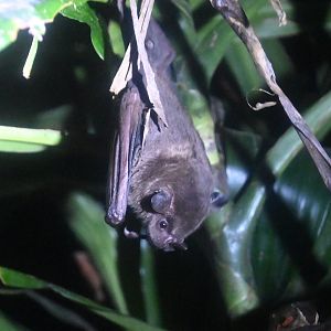Toltec Fruit-eating bat (Dermanura tolteca)