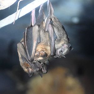 Great Fruit-eating bat (Artibeus lituratus)