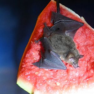 Geoffroy's Tailless bat (Anoura geoffroyi)