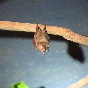 Commissaris's Long-tongued bat (Glossophaga commissarisi)