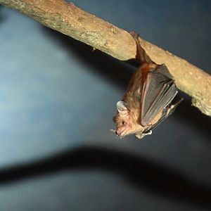 Commissaris's Long-tongued bat (Glossophaga commissarisi)