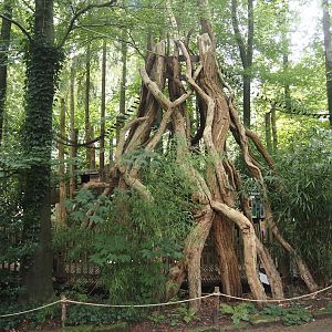 South American primate walk-through area - Entrance to the monkey tree-top path with impression of a strangler fig, 2024-08-18