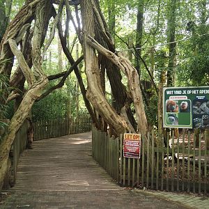 South American primate walk-through area - Entrance to the monkey tree-top path with impression of a strangler fig, 2024-08-18