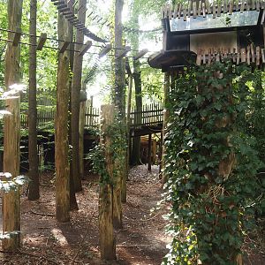South American monkey walk-through area - forest area between parts of the monkey tree-top path, 2024-08-18